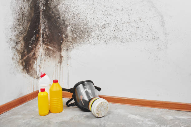 Best Basement Mold Remediation in Waterville, NY