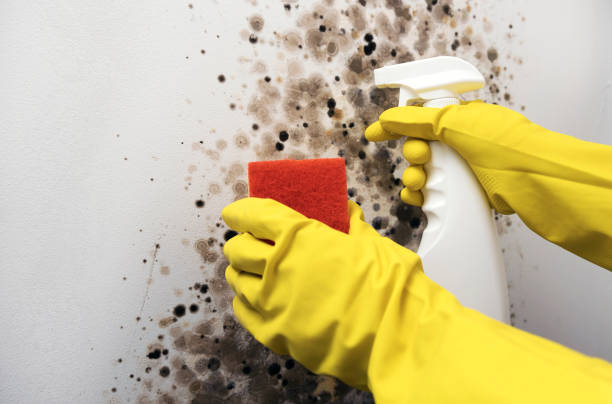 Best Insurance-Related Mold Remediation in Waterville, NY